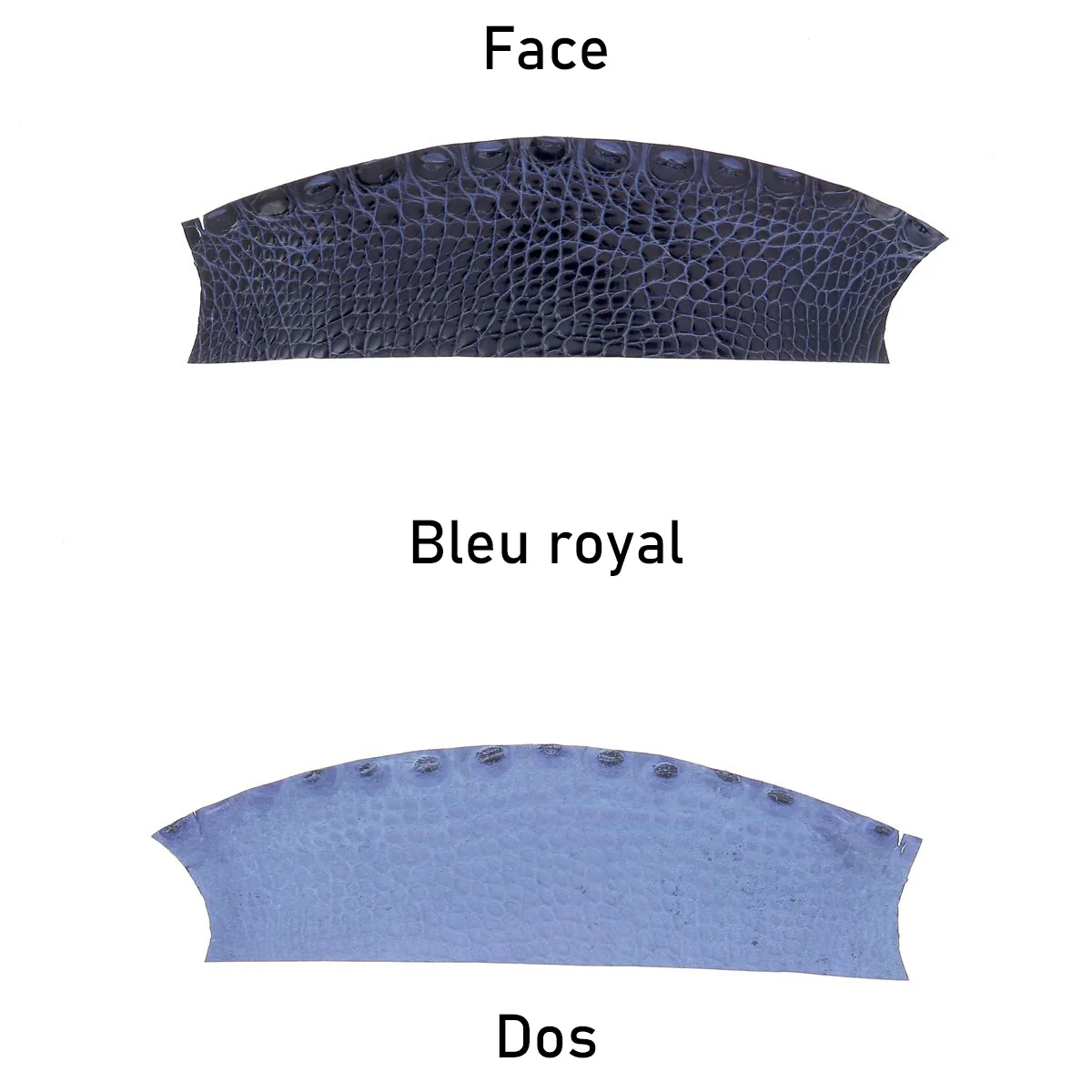 Découpe de flanc d'Alligator brillant - BLEU ROYAL - Image 3