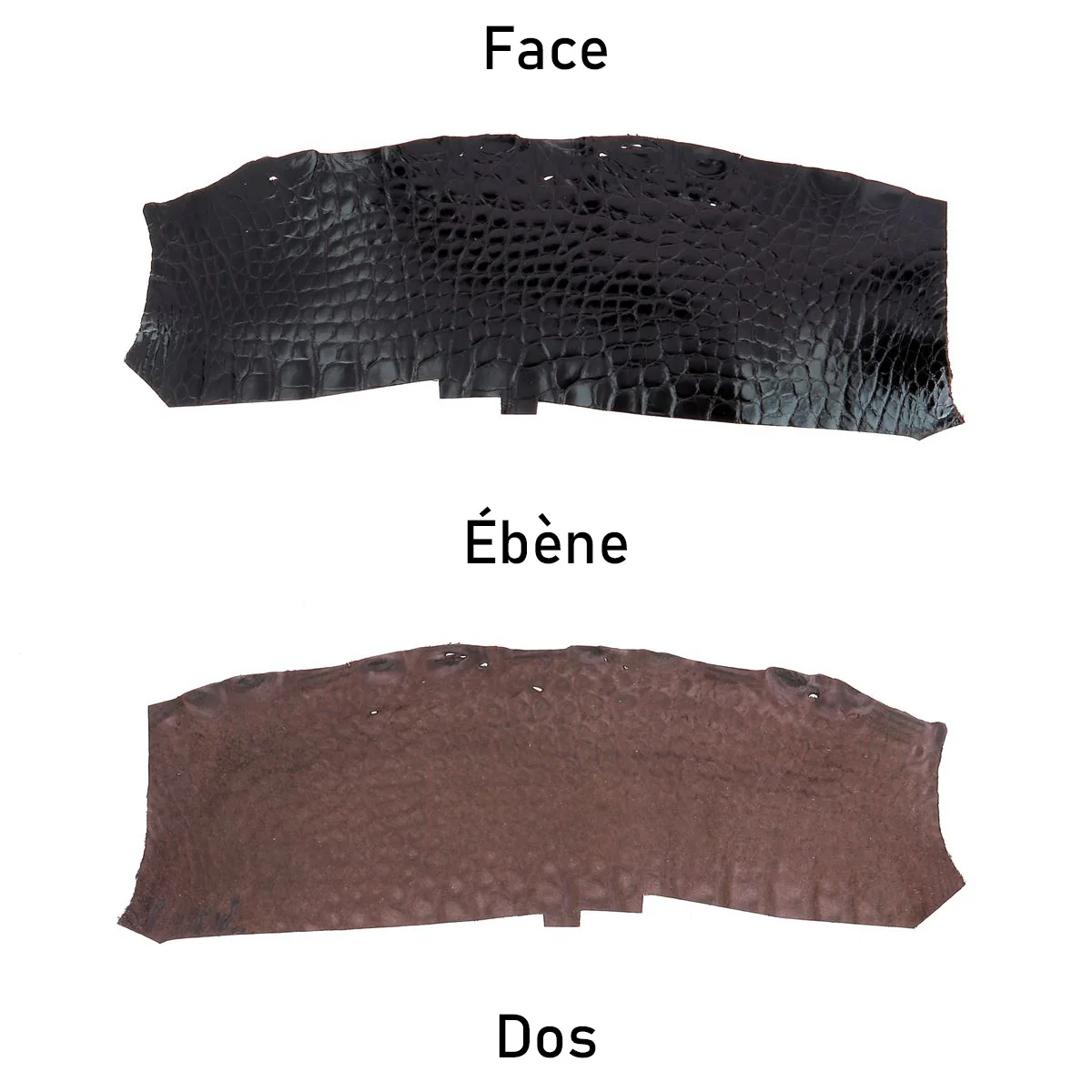 Découpe de flanc d'Alligator brillant - ÉBÈNE - Image 3
