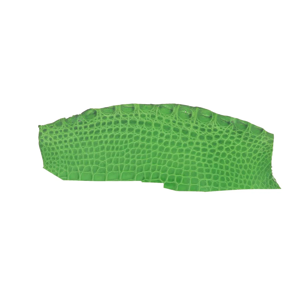 Découpe de flanc d'Alligator brillant - VERT POMME