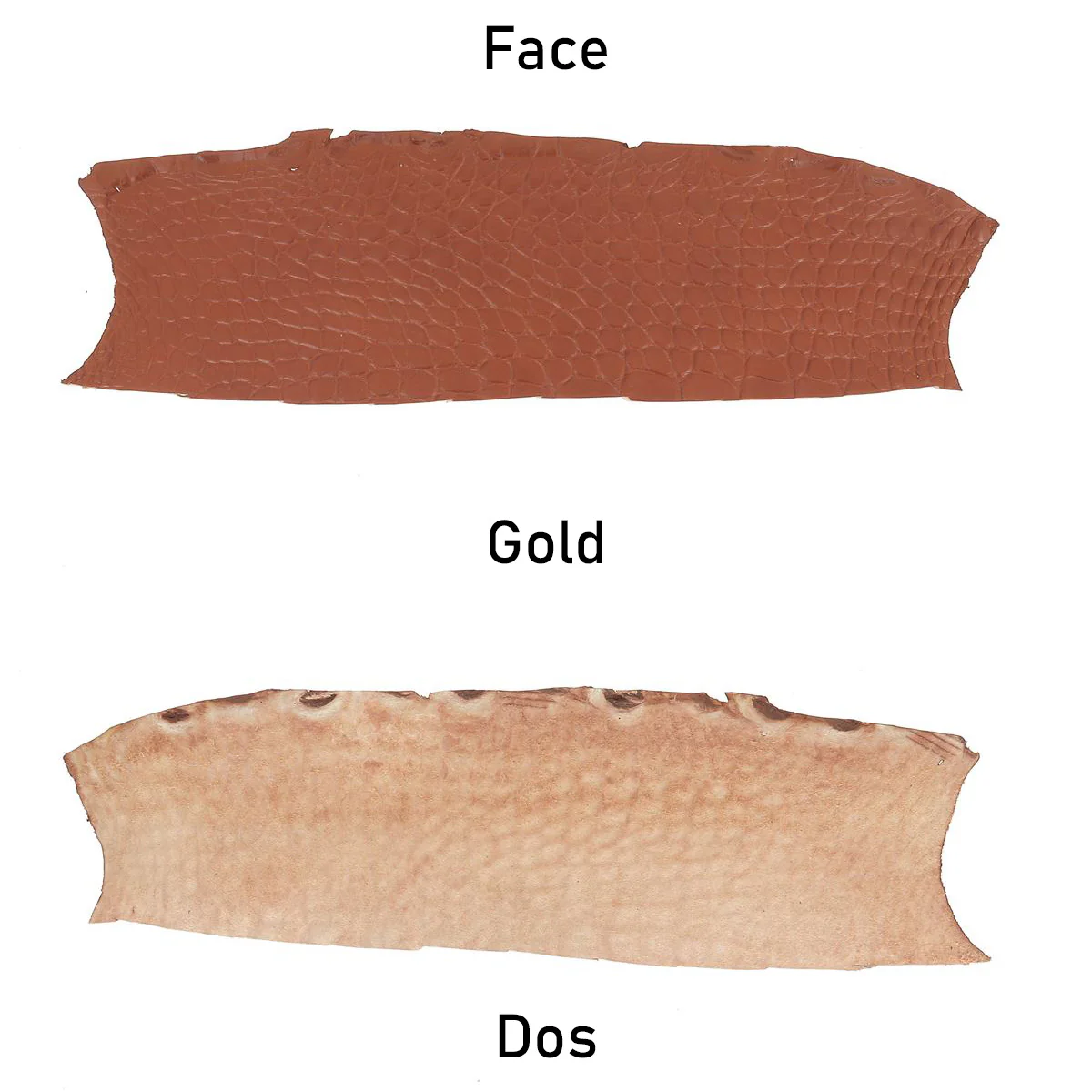 Découpe de flanc d'Alligator mat - GOLD - Image 3