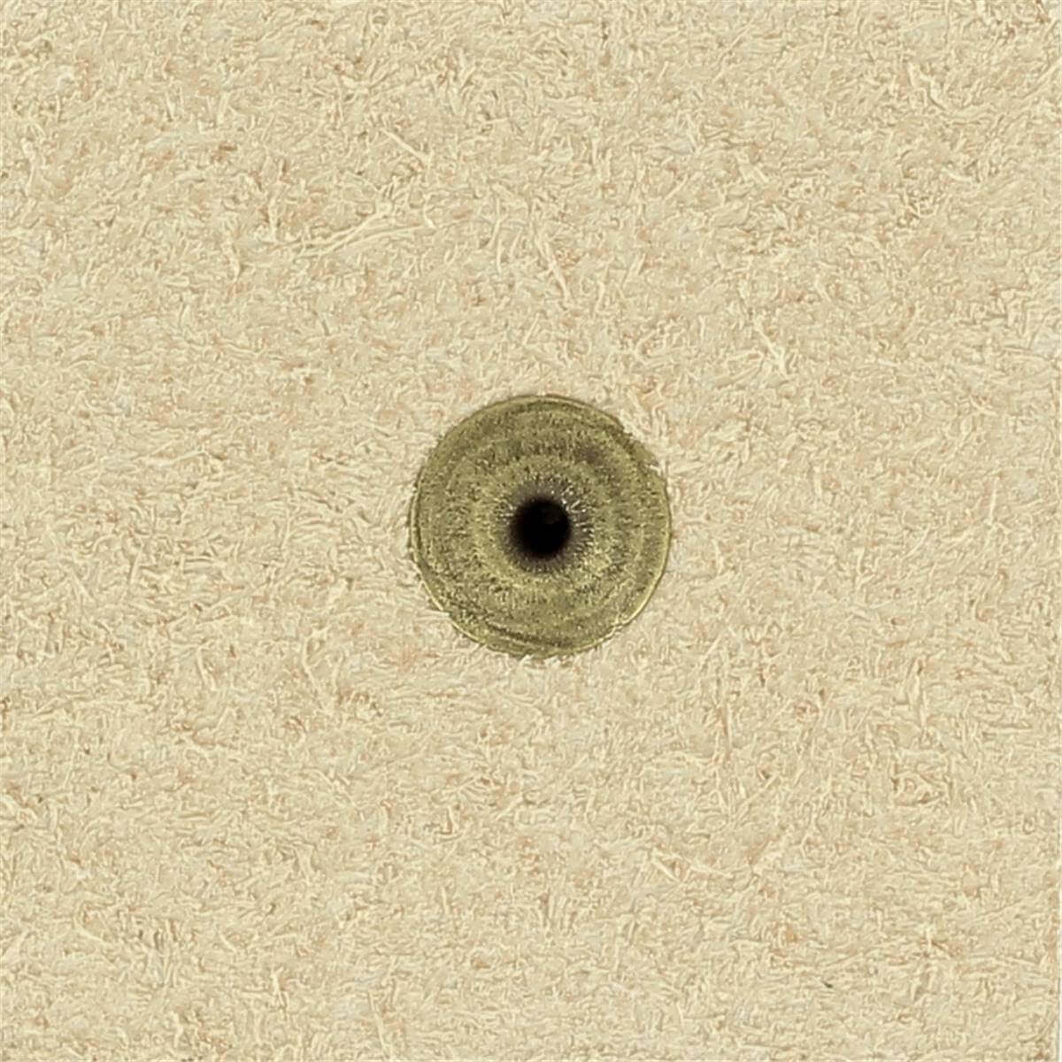 Lot de 30 rivets CARTOUCHE DE CHASSE - LAITON VIEILLI - 1388-01 - Image 3